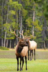 Rocky Mountain Elk