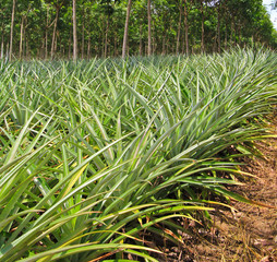 Pineapple garden in Thailand