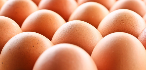  Eggs in a carton box