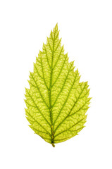 Leaf of a plant isolated on white background