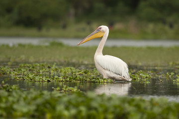 Great White Pelican on Naivasha Lake