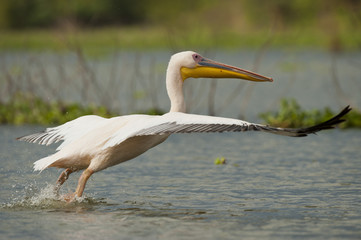 Great White Pelican Taking off