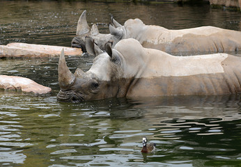 rinoceronte bañándose