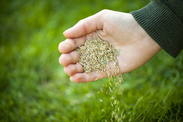 Hand planting grass seeds - 51743716