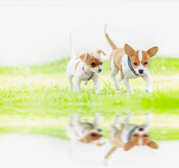 Cute baby dog runing