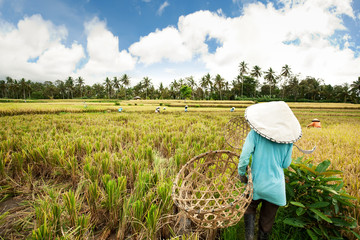 Female workers harvesting rice. Bali, Indonesia