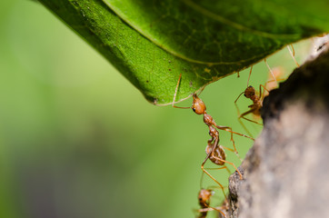 red ant on the leaf
