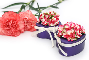 heart shape gift boxes with carnation on white