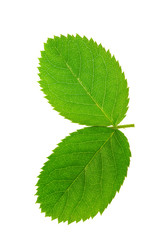 Naklejka na ściany i meble Two green leaf isolated on white background