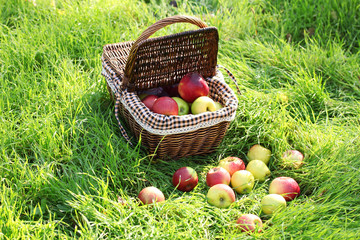 basket of fresh ripe apples in garden on green grass