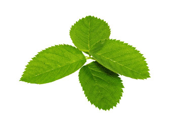 Four  green leaf isolated on white background