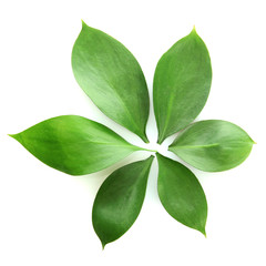 beautiful green leaves, isolated on white