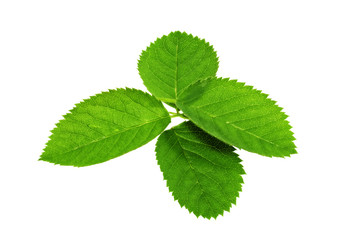 Four  green leaf isolated on white background