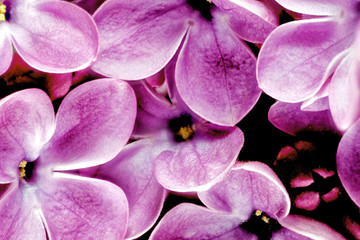 Beau gros plan de bouquet de lilas.