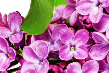 Fotobehang Macro Mooie bos van lila close-up.