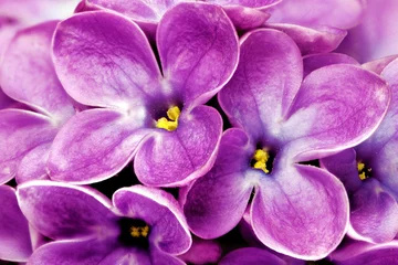 Crédence en verre imprimé Macro Beau gros plan de bouquet de lilas.