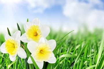 Deurstickers Macro Prachtige lentebloemen: -witte narcis (narcis).