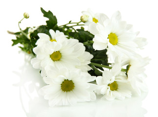 Beautiful daisies, isolated on white