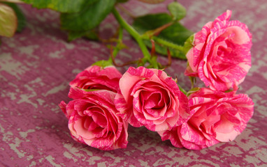Beautiful pink roses close-up, on color background