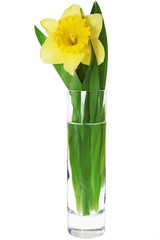 Beautiful spring flower in vase: yellow   narcissus (Daffodil).
