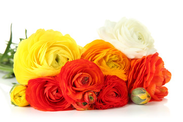 Ranunculus (persian buttercups), isolated on white
