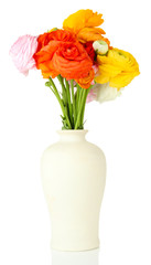 Obraz premium Ranunculus (persian buttercups) in vase, isolated on white