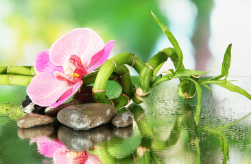 Still life with green bamboo plant, orchid and stones,