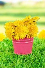 Dandelion flowers in bucket on grass on bright background