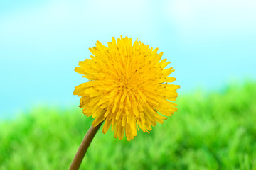 Dandelion flower on grass on bright background
