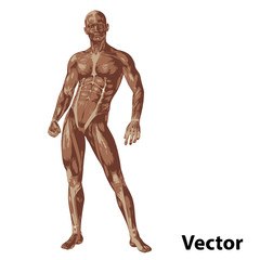 Vector 3D human or man with muscles for anatomy or sport