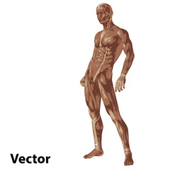 Vector 3D human or man with muscles for anatomy or sport