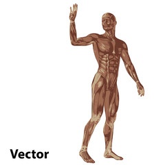 Vector 3D human or man with muscles for anatomy or sport