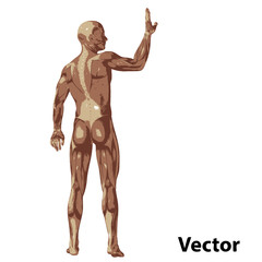 Vector 3D human or man with muscles for anatomy or sport