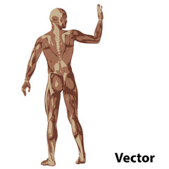Vector 3D human or man with muscles for anatomy or sport