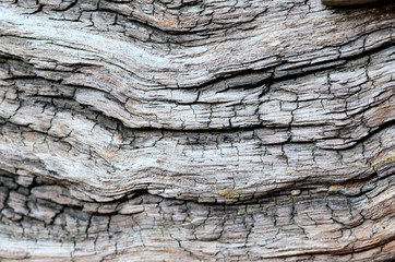 The surface of the wood