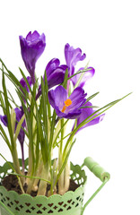 crocuses spring flowers in a green pot