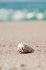 砂浜と貝殻