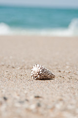 砂浜と貝殻