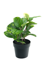Isolate Plastic green tree