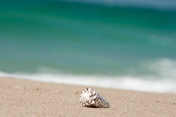 砂浜と貝殻