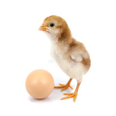 brown egg and chicken isolated on a white background