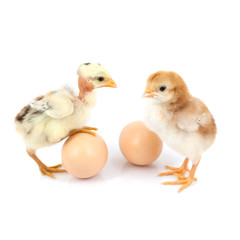 brown egg and chicken isolated on a white background