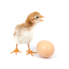 brown egg and chicken isolated on a white background