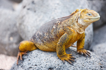 Land iguana