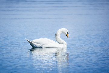 white swan