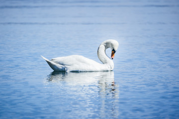 white swan