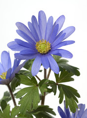 Strahlenanemone, Anemone Blanda