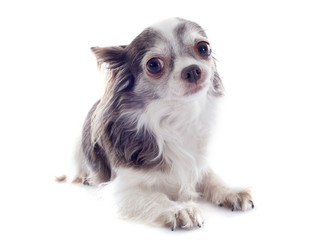 Fototapeta premium chihuahua