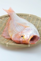 鯛