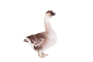 Brown domestic goose isolated on a white background